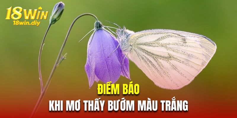 Điềm báo khi mơ thấy bướm màu trắng